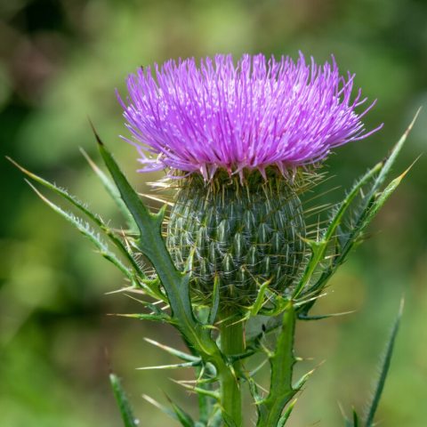 Bright pink to pale purple flower heads that sit atop branch tips and are surrounded by sticky, spiny, green to straw-colored bracts.