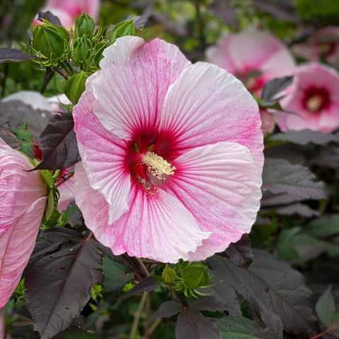Large, pink and white swirl flower with bright red center.