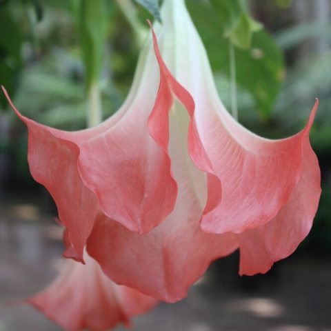 Striking tropical shrub, with deep pink, intensely fragrant, downward-hanging flowers.