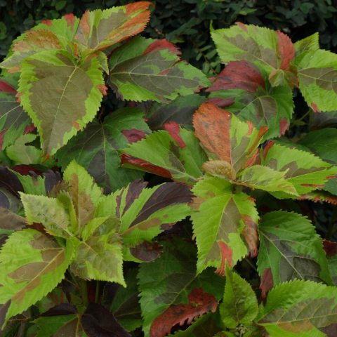 The leaves are large, serrated, and pointed and feature a randomized, camouflage-like pattern of dark and light greens mixed with copper-orange, burgundy, and pink.