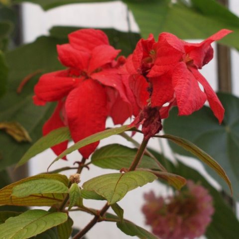  The actual flower is tiny, star-shaped, and tubular, typically featuring yellow or creamy-white petals with a dark red or orange center, nestled perfectly in the middle of the large red bracts.
