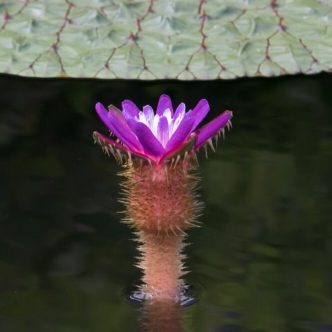 Small to medium-sized flowers that  bloom just above the water's surface; outer petals are deep purple-violet, blending into a pale or white center.