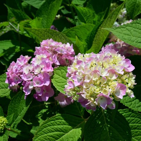 large, showy, globe-shaped "mophead" blooms (4–6 inches wide) that are highly dependent on soil chemistry. The flowers are bright pink in alkaline soils and vibrant blue in acidic soils.