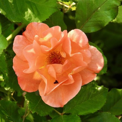 Eye-catching clusters of large, semi-double, cupped apricot-orange blooms. 