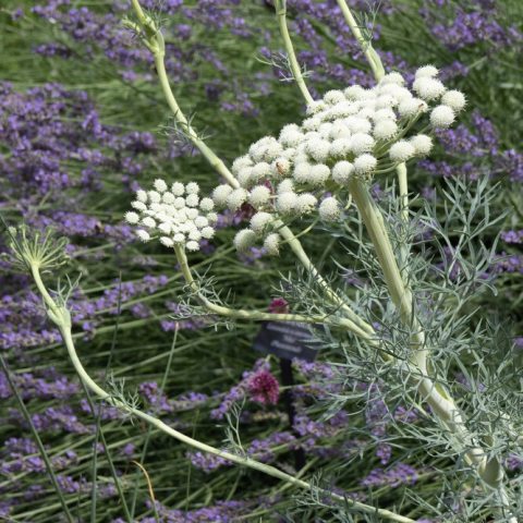  Lacy, succulent, and fern-like with a striking silver-gray or glaucous, with dense, flat-topped clusters (umbels) of dusty pink to mauve buds that open to white or pale shell-pink blue-green coloration.