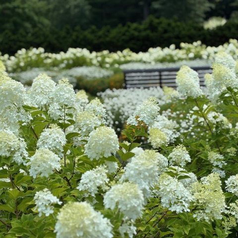Large, cone-shaped flower clusters that transition from an elegant celadon lime green to creamy white, then pink, and finally burgundy as they mature.