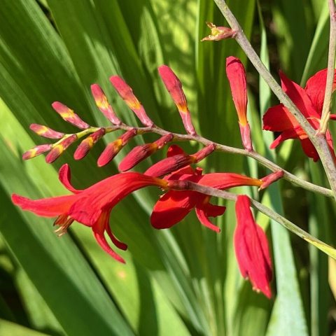 Brilliant, fiery-red tubular flowers that face outward in two rows along graceful, arching, wiry stems. 
