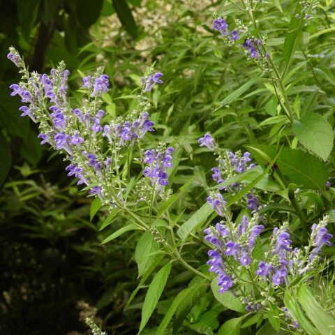 Tiny, purple flowers along stem branches. 
