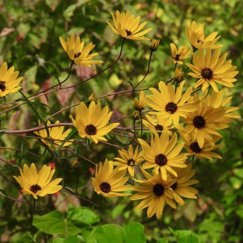 Bright yellow daisy-like flower heads with dark centers, growing on tall, branching stems in late summer and fall.