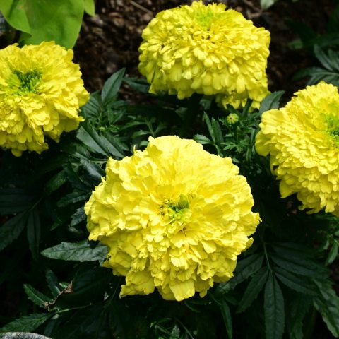 Compact, uniform hybrid famous for producing large, rounded bright yellow blooms. 