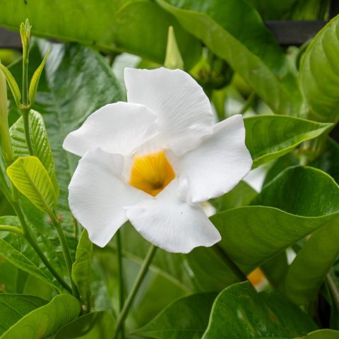 Mandevilla 'Sunmandeho'