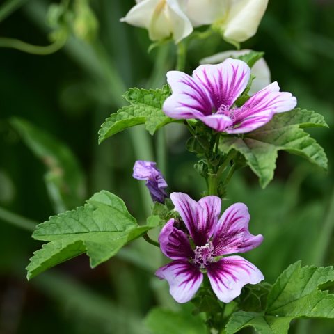 2-inch flowers are bowl-shaped, featuring soft pink, lavender, or white petals with striking raspberry-to-maroon veins radiating outward in a distinctive "pinwheel" or zebra-stripe pattern.