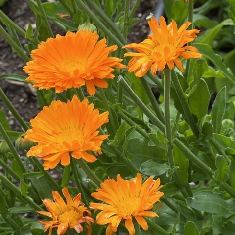 Large, bright orange, gerbera-like double blooms.