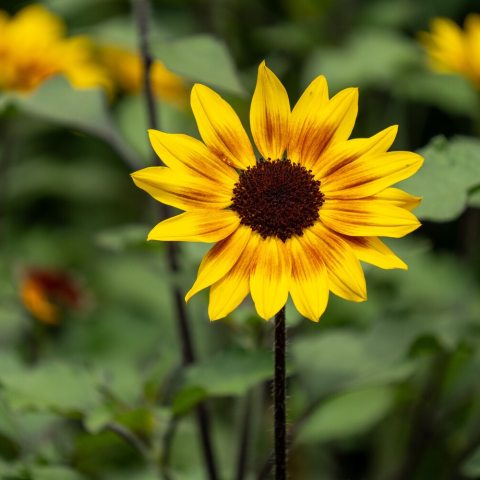 Produces 4-inch, semi-double, daisy-like blooms with bright yellow petal edges that transition into a striking coppery-bronze or reddish inner ring. The center is a pronounced, dark chocolate-brown eye.
