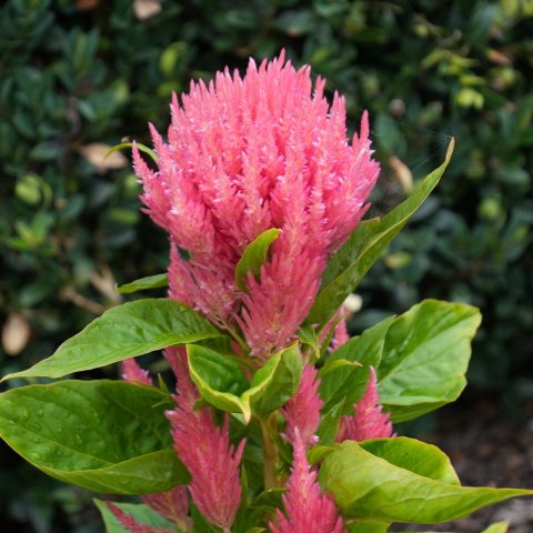 Dense, feathery plumes in a vibrant flamingo pink. 