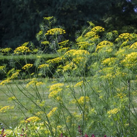 Broad, flat-topped compound yellow umbels (umbrella-shaped clusters) that can span up to 5 inches across, on erect tall stems.