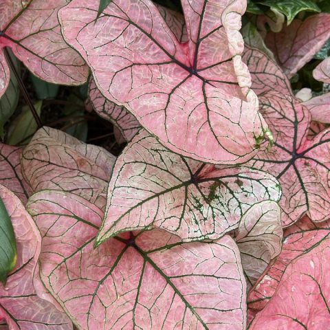 A fancy-leaf cultivar known for its striking, large heart-shaped leaves. It features translucent, vibrant pink centers bordered by dark green veins and vivid edges, all supported by dramatic, almost black stems.