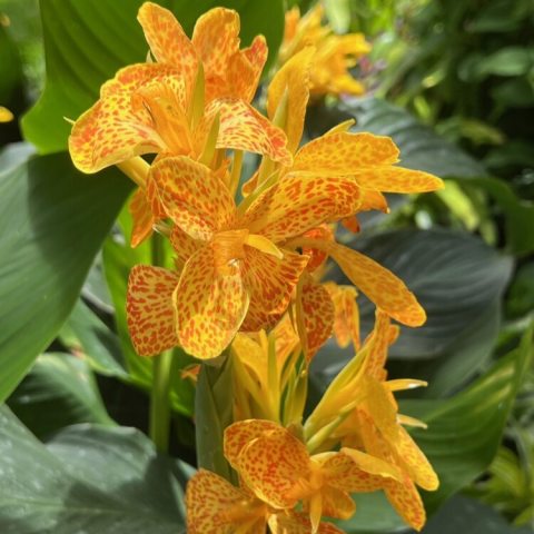 Bright golden-yellow flowers speckled with orange-red spots, paired with large, glossy, blue-green foliage, growing 30 to 48 inches tall.
