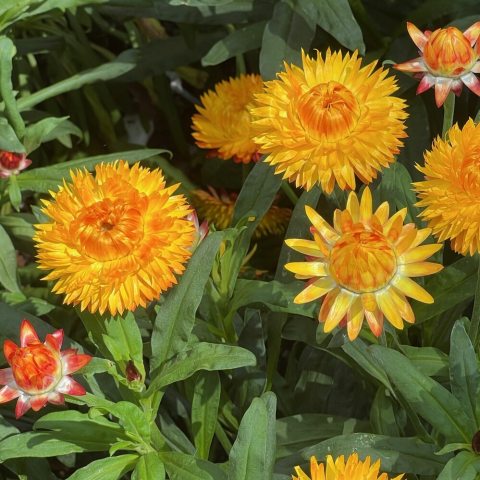 large, vibrant, deep golden-orange daisy-like flower heads that possess a straw-like paper-thin texture. 