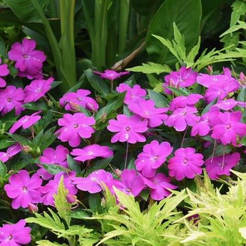 Large, flat, single-type flowers with five petals in a vibrant lavender-lilac or bright fuchsia-pink shade, measuring up to 2 inches across. 