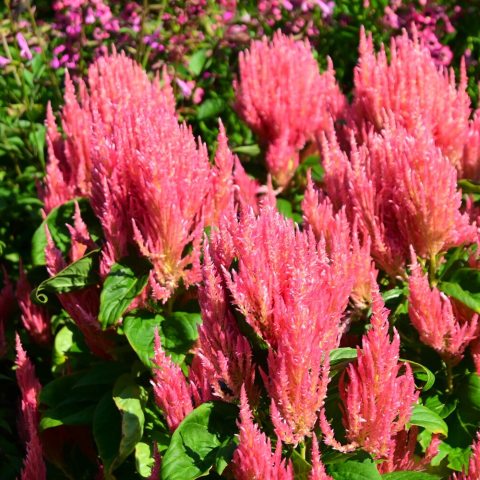 Vibrant, non-fading flamingo-pink plumes that reach 14 to 18 inches in height. 