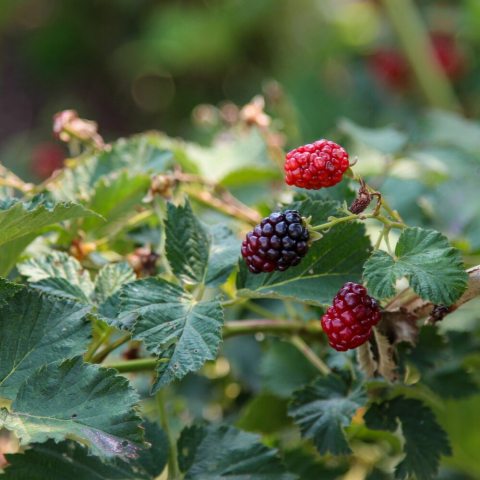 large, glossy black, firm, and juicy fruit with a uniquely balanced, sweet, and aromatic flavor that lacks the harsh acidic tang of wild varieties