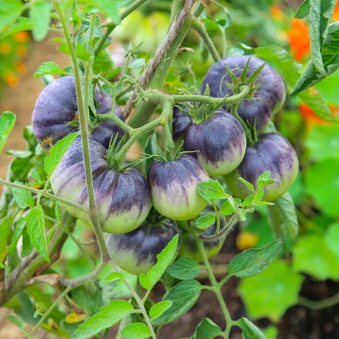 'Aunt Ruby's German Green' tomato is a large, green-when-ripe beefsteak variety featuring brilliant neon-green flesh, a sweet and spicy flavor. 