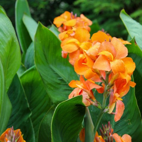 Large, soft glowing orange flowers measuring about 4-inches across that bloom in upright spikes over lush, lance-shaped green leaves.