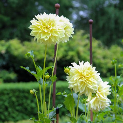 Informal decorative,10-inch Luminous golden-yellow tones resembling a September harvest moon!