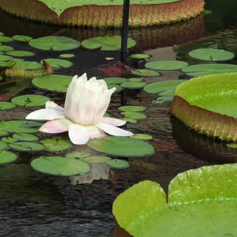 Massive, floating green platters with high, upturned rims, alongside large, pineapple-scented nocturnal flowers that open creamy-white on their first night and transform into a deep pink on the second.