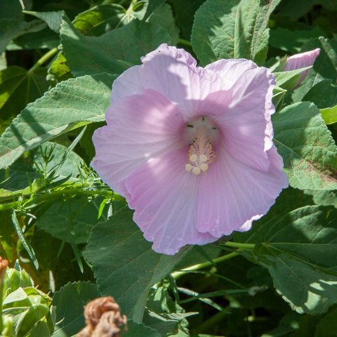 Very large flowers, with five soft pink petals. 