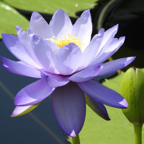 Large, cup-shaped lilac-blue flowers emerge from the water's surface on tall stalks.