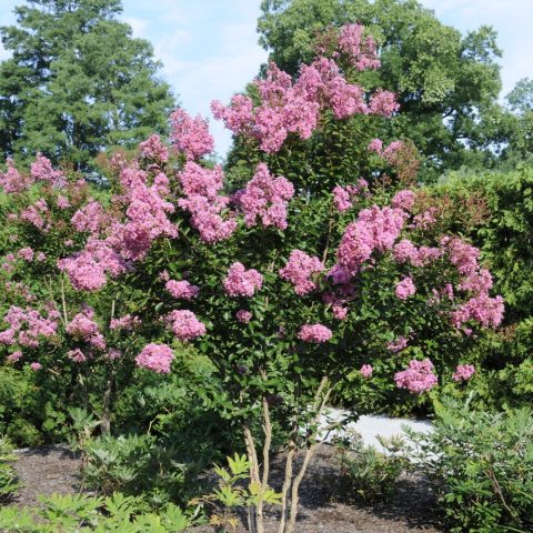 Abundant bright pink ruffled flower clusters at the tips of the tree branches. 