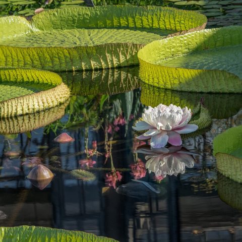 Large, night-blooming flowers measure up to 12 inches (30 cm) across, opening creamy-white on the first night with a sweet pineapple scent, and turning deep pink by the second evening before sinking