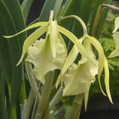 Narrow, star-like lime-green to yellowish sepals and petals with broad, creamy-white heavily fringed along the edge. 