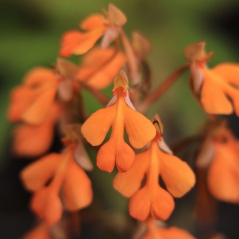 The flowers boast a rich, vibrant kumquat-orange hue and resemble a wide apron or cloak.