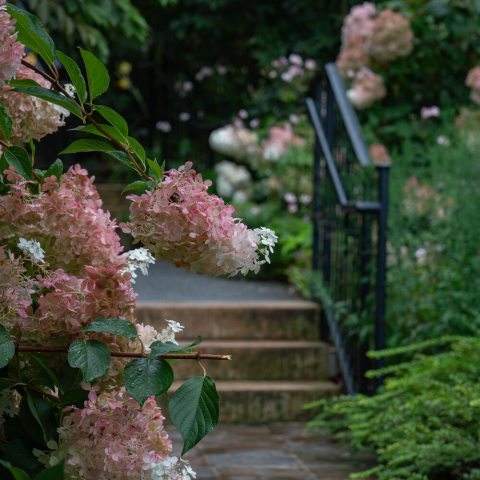 Large, drooping clusters of small pink to white flowers hanging over a path