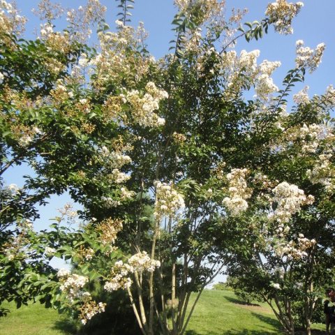 Abundant clusters of showy white flowers. 