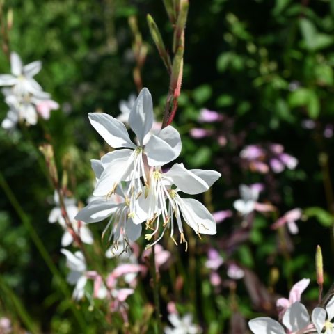 Airy, wand-like stems covered in dainty, four-petaled white flowers that flutter in the breeze like-swarming butterflies.