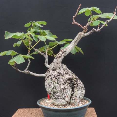 Valued for bonsai, it forms a swollen water-storing trunk and dramatic palmately compound leaves. 