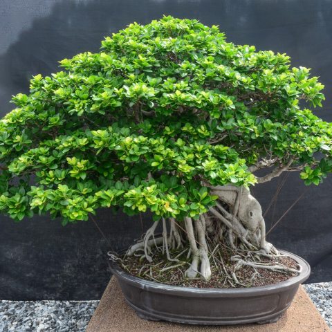 Roundish, dark green, and thick waxy leaves that stay vibrant year-round, with smooth trunk that readily develops dramatic banyan-style aerial roots in high humidity.