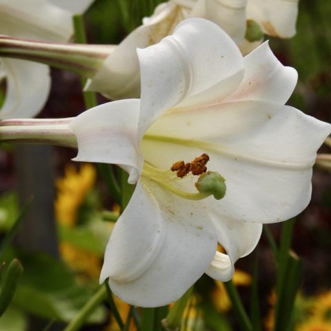 Tall, white, trumpet-shaped lilies