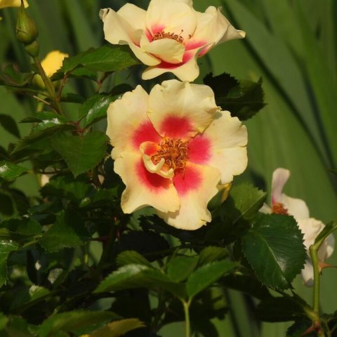 stunning lightly-scented semi-double yellow flowers with a tomato-orange ring in the center. 