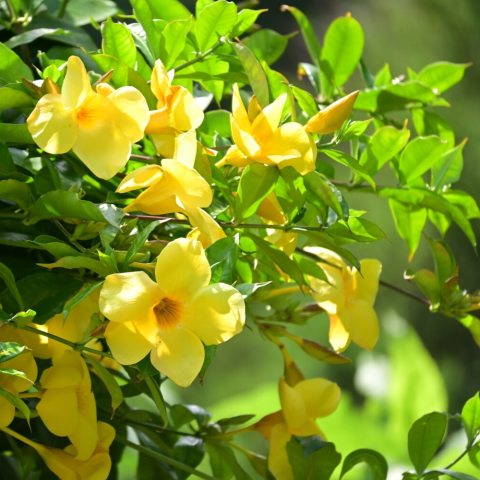 5 petaled yellow flower with deep throat on a shrub with glossy green leaves.