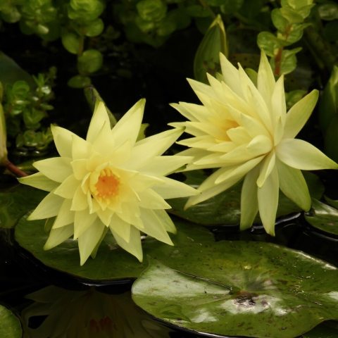 A dwarf hardy water lily cultivar with strong yellow, multi-petaled flowers.
