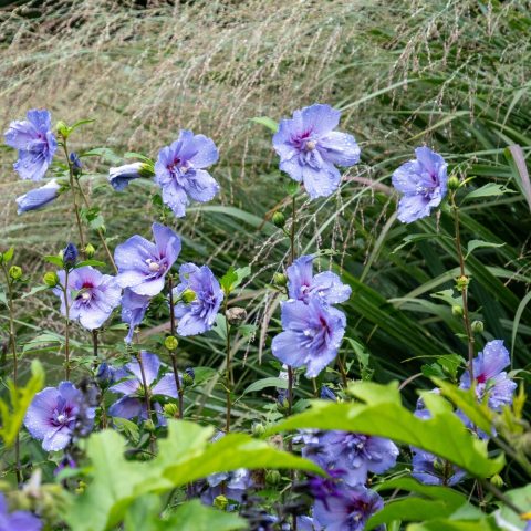 Light lavender flower with five outer petals and many smaller central petals.