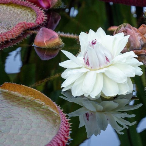 A giant, night-blooming waterlily that opens white with a sweet pineapple scent on the first night, then reopens pink on the second night.