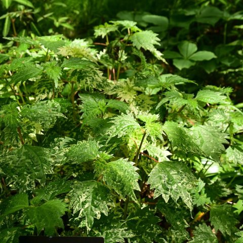 Highly ornamental, variegated foliage with light pink and white splashes, flecks, or irregular blotches across a green base.