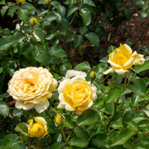 Yellow blooming hybrid tea rose. 