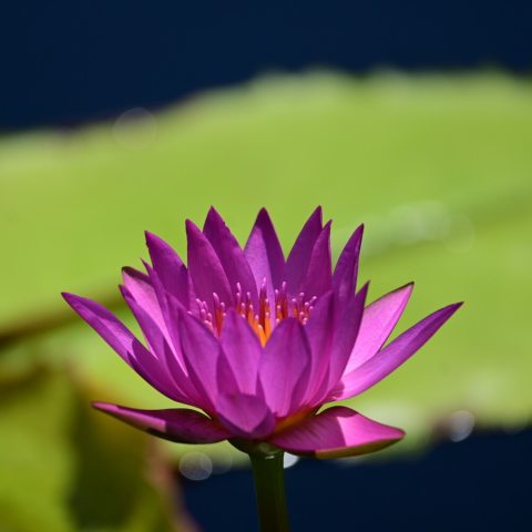 Deep reddish-pink or plum-purple petals with striking lemon-chrome / bright yellow center with pink outer stamens.